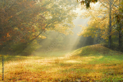 foggy rural scene