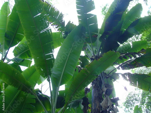 vegetation tropicale