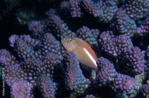 arc eye hawkfish