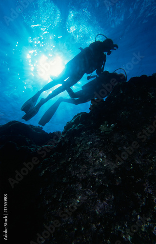 diving the reef