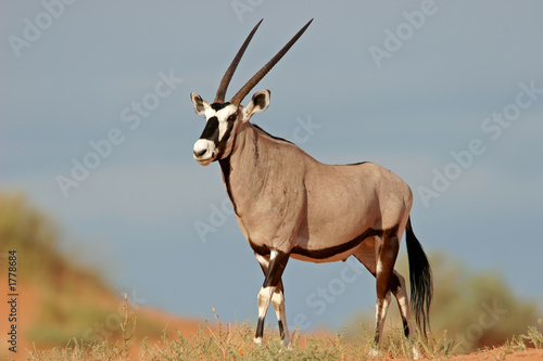 gemsbok antelope