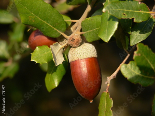 chêne vert et gland rouge