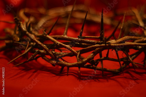 crown of thorns