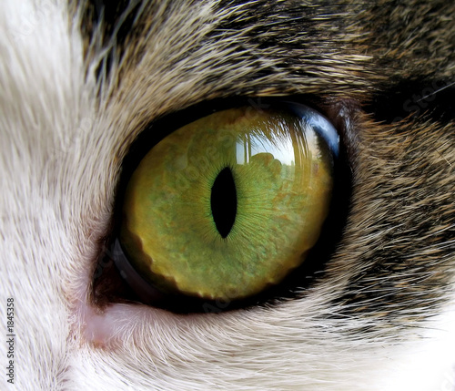close-up of cat's eye