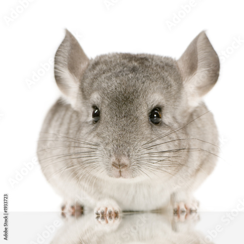 jeune chinchilla