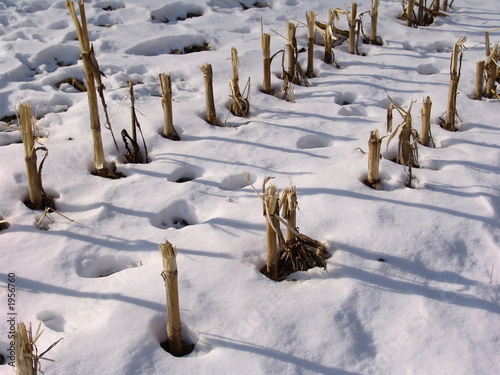 campo grano neve