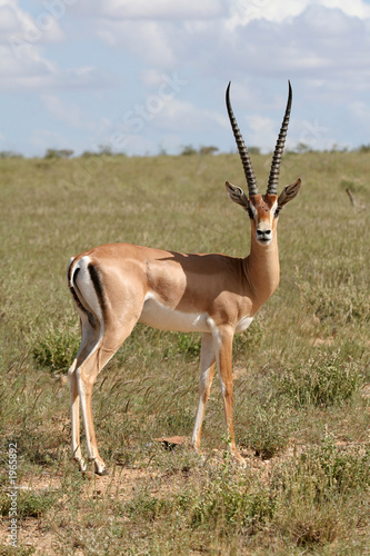 grant gazelle