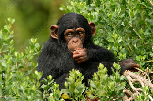 chimp