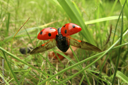 coccinelle en vol