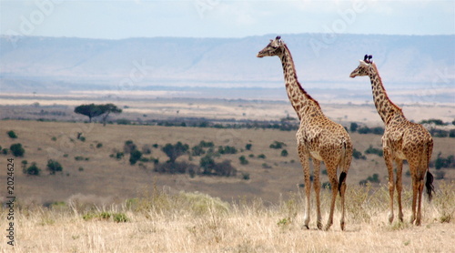 giraffe in masai mara, kenya