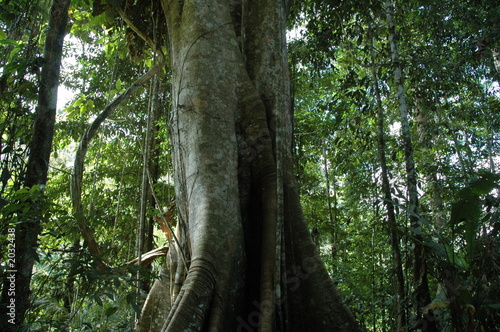 arbol en la selva