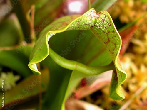 sarracenia