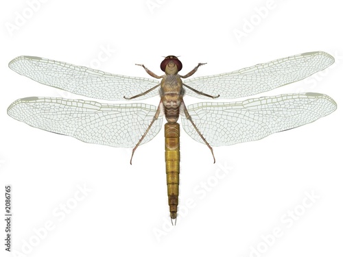 libellule the dragonfly