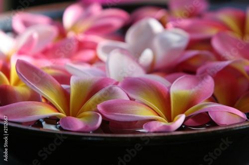 bowl of plumeria flowers