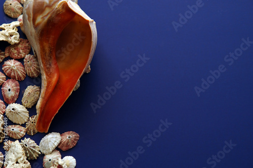 assorted shells on edge of page