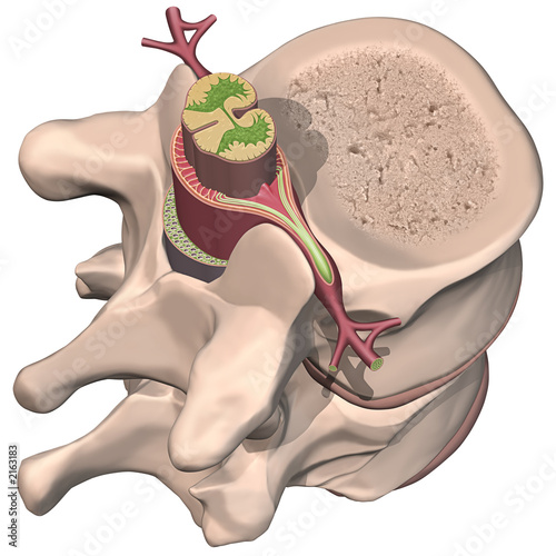 spinal chord