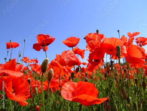 mohn