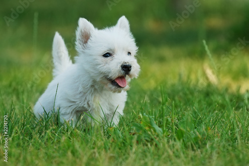 west highland white terrier