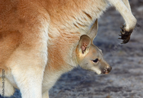 mother and baby kangaroo