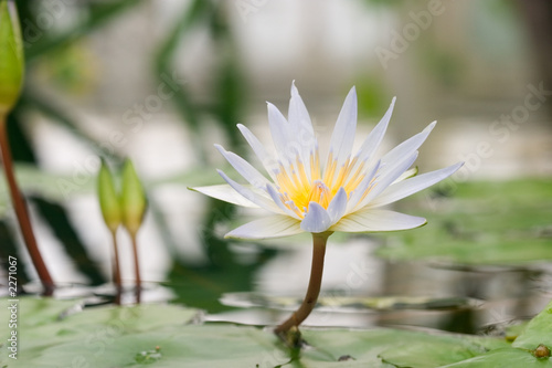 water lily