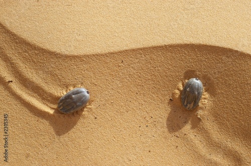 tiques sur le sable