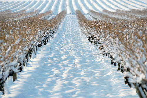 rangée champ de vigne sous la neige