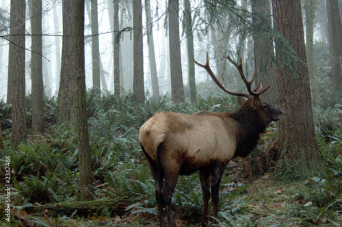 roosevelt elk