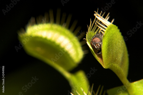 venus flytrap