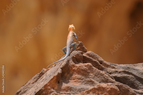 lézard bleu et orange