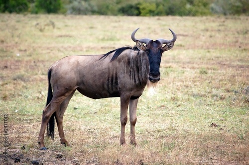 wildebeest or gnu