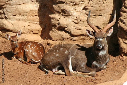 sitatunga