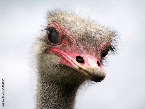 curious ostrich