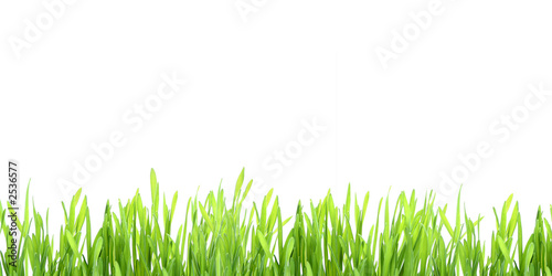 herbe