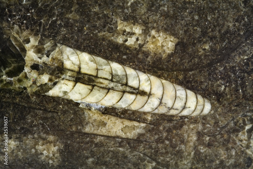 fossile di antico cefalopode