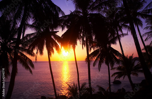 sundown and palms