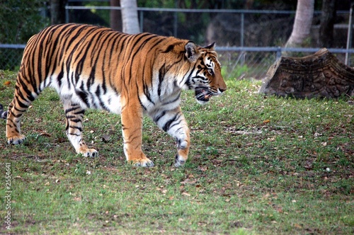 female tiger