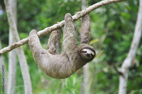 sloth in panama