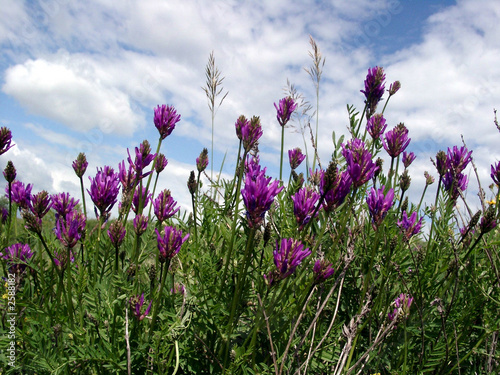 astragalus steppe