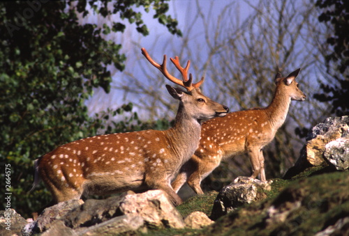 spotted deer