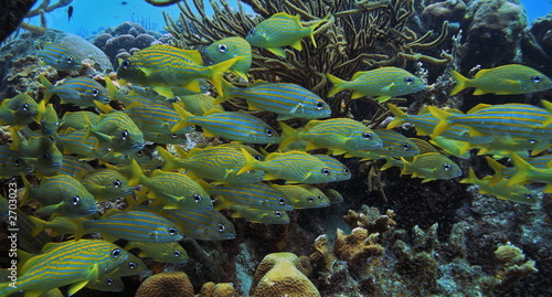 school of yellow snappers