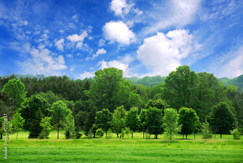 green forest