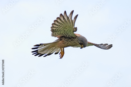 wild kestrel hovering