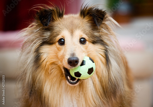 sheltie