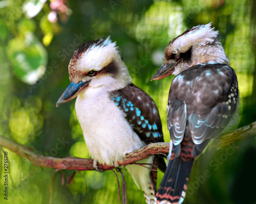 kookaburra birds