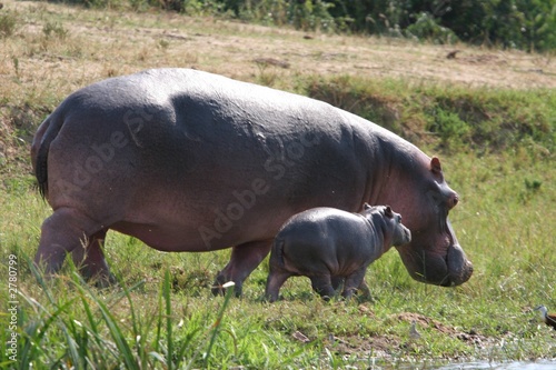 femelle et son petit