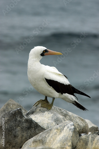 masked booby