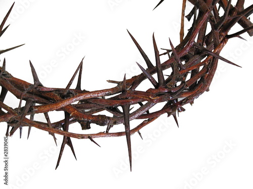 crown of thorns