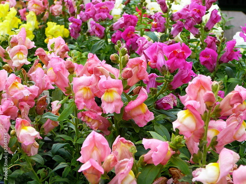 spring snapdragons