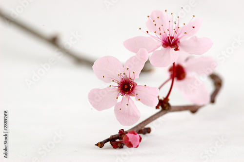 branche de prunus