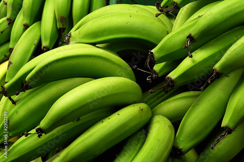 bananos platanos 4